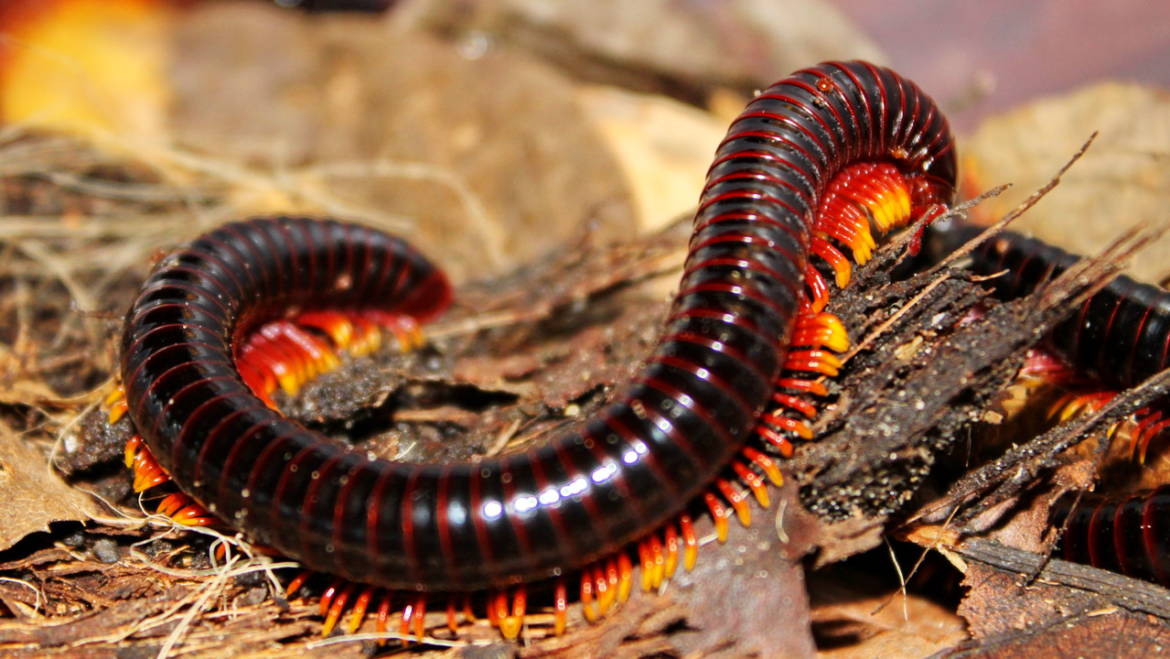 ΨΑΛΙΔΑ-ΨΑΡΑΚΙ-ΧΙΛΙΟΠΟΔΑ