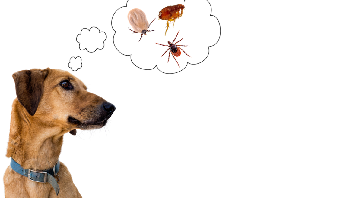 ΤΣΙΜΠΟΥΡΙΑ & ΨΕΙΡΕΣ