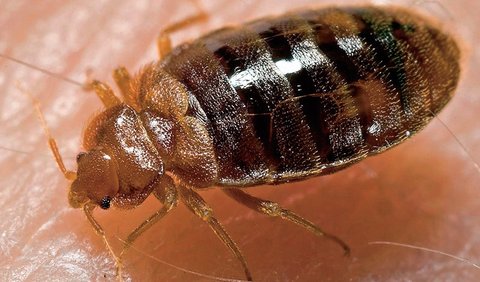 ΚΟΡΙΟΙ & ΨΥΛΛΟΙ